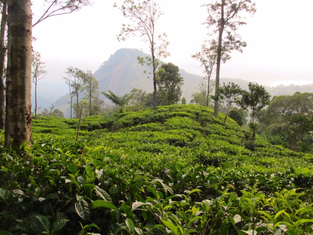 Ella og utsikt over teplantasjer på Sri Lanka. 